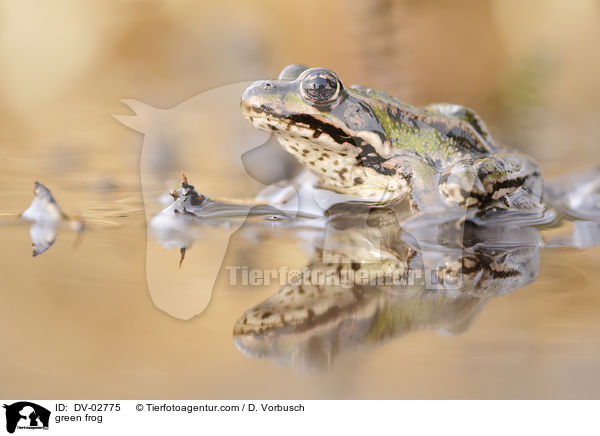 Wasserfrosch / green frog / DV-02775