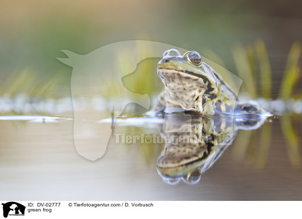 Wasserfrosch / green frog / DV-02777