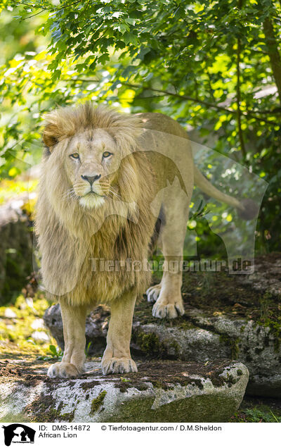 Afrikanischer Lwe / African Lion / DMS-14872