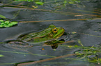 frog