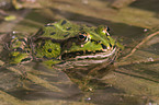 common water frog