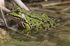 common water frog