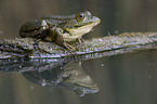 water frog