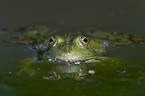 water frog