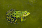 Edible frog