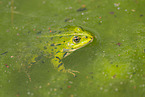 Edible frog