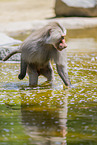Hamadryas baboon
