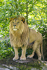 African Lion