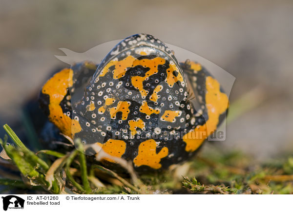 firebellied toad / AT-01260