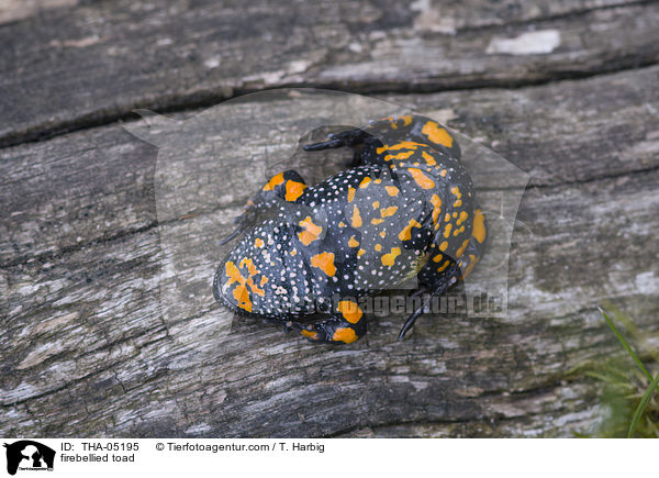 firebellied toad / THA-05195