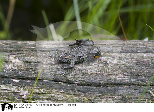 firebellied toad / THA-05197