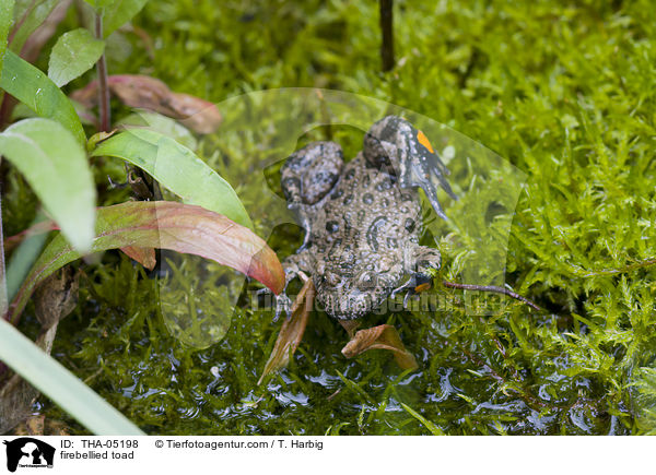 Rotbauchunke / firebellied toad / THA-05198