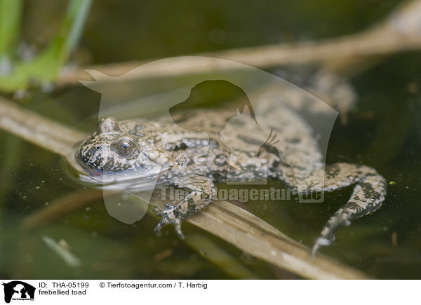 Rotbauchunke / firebellied toad / THA-05199