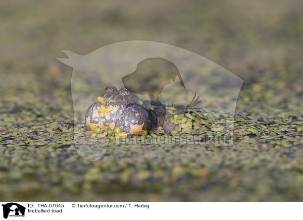 Rotbauchunke / firebellied toad / THA-07045