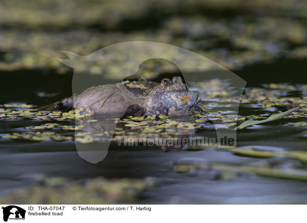 Rotbauchunke / firebellied toad / THA-07047