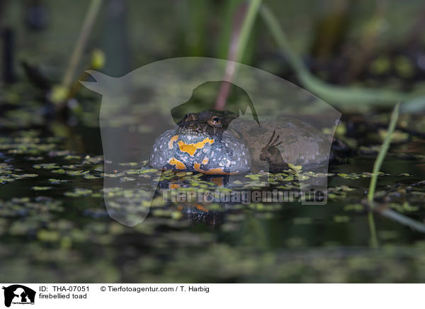 Rotbauchunke / firebellied toad / THA-07051