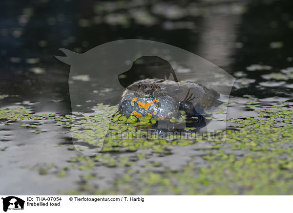 Rotbauchunke / firebellied toad / THA-07054