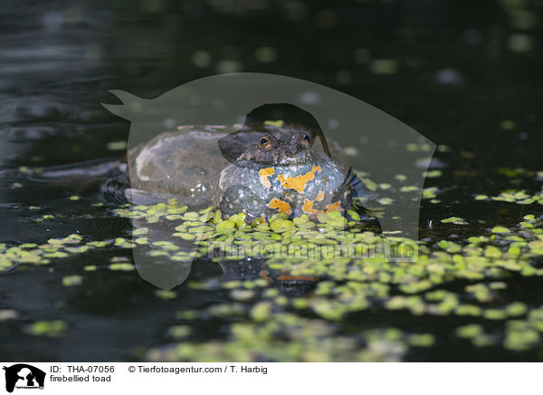 Rotbauchunke / firebellied toad / THA-07056