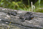 firebellied toad