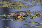 firebellied toad