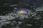 firebellied toad