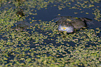 firebellied toad