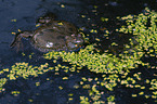 firebellied toad