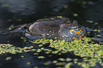 firebellied toad