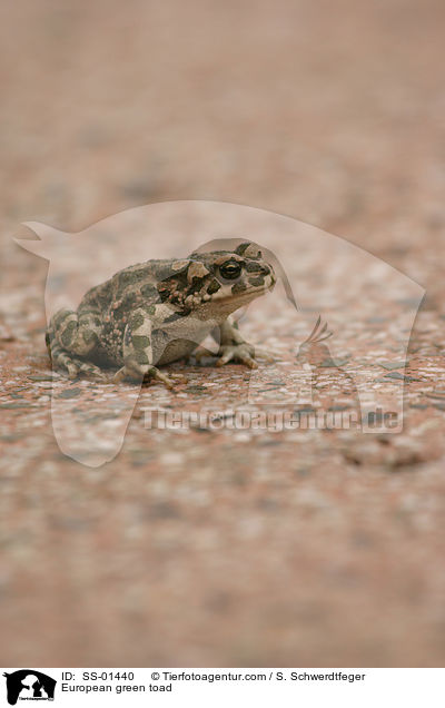 European green toad / SS-01440