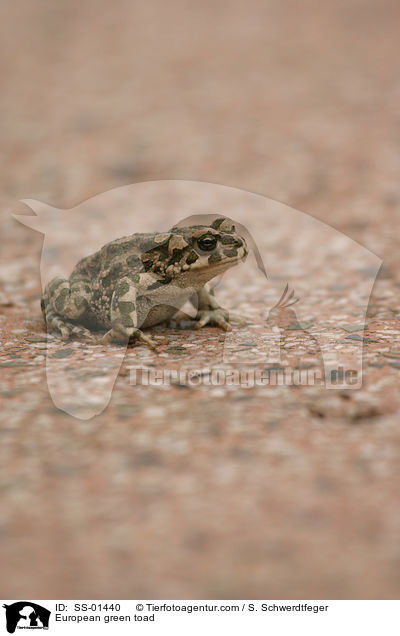 Wechselkrte / European green toad / SS-01440