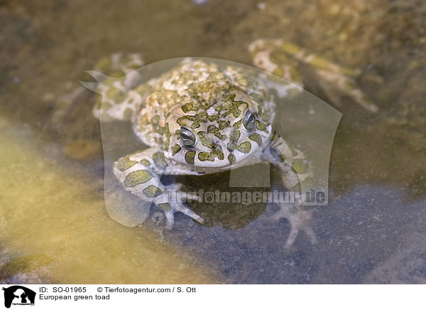 Wechselkrte / European green toad / SO-01965