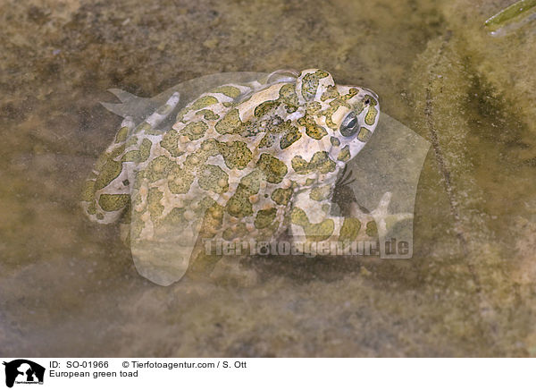 Wechselkrte / European green toad / SO-01966