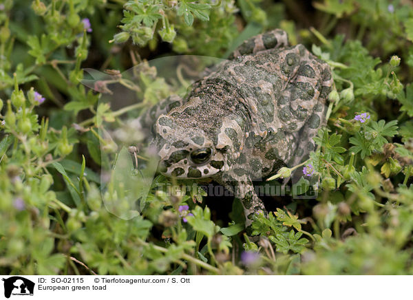 Wechselkrte / European green toad / SO-02115