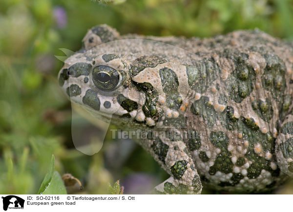Wechselkrte / European green toad / SO-02116