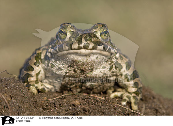 Wechselkrte / green toad / AT-01334