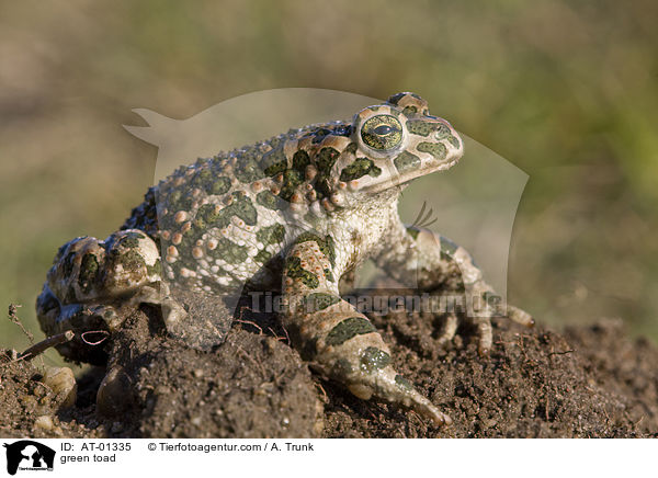 Wechselkrte / green toad / AT-01335