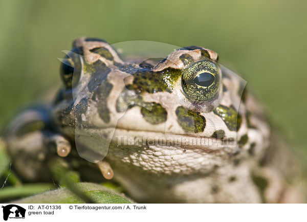 green toad / AT-01336