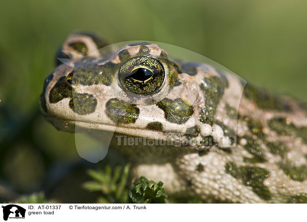 green toad / AT-01337
