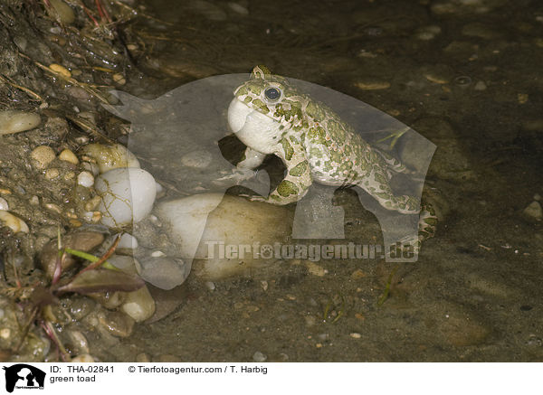 Wechselkrte / green toad / THA-02841
