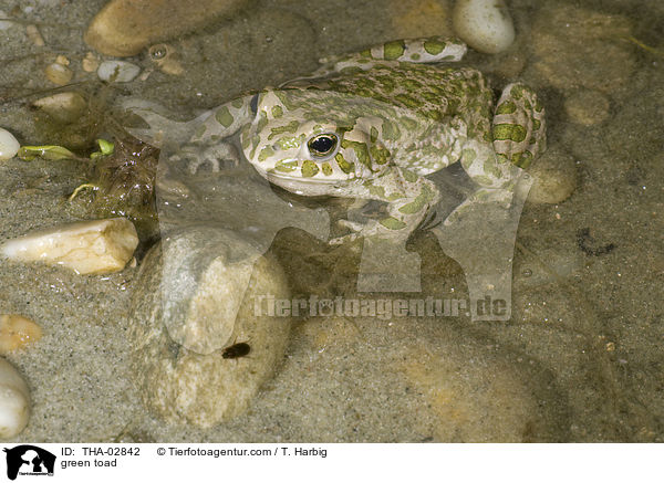 Wechselkrte / green toad / THA-02842