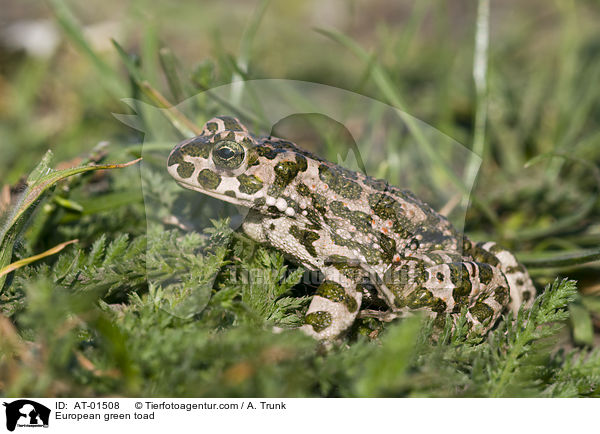 European green toad / AT-01508