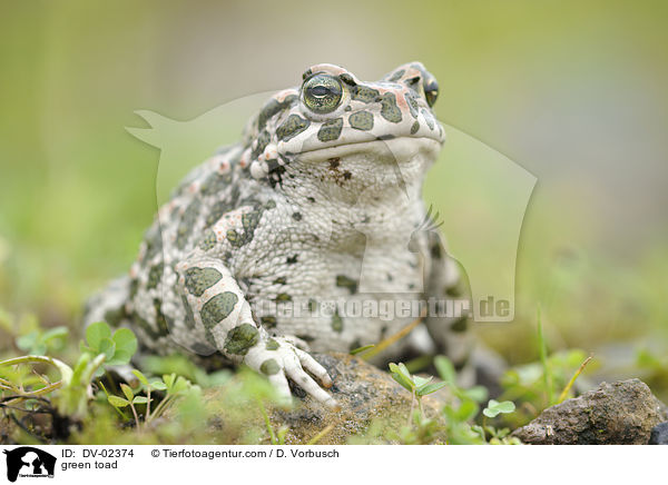 green toad / DV-02374