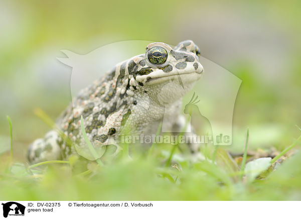 Wechselkrte / green toad / DV-02375