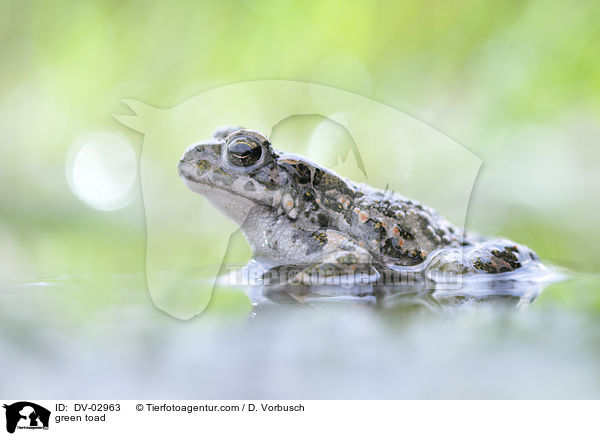 Wechselkrte / green toad / DV-02963