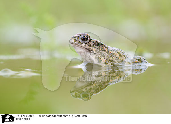 Wechselkrte / green toad / DV-02964