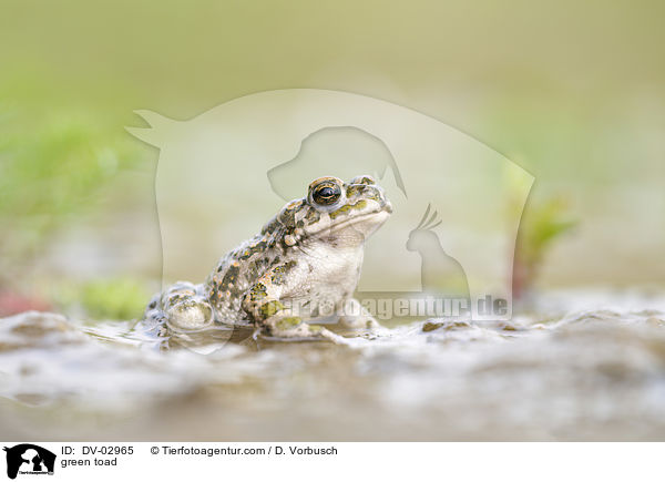 green toad / DV-02965