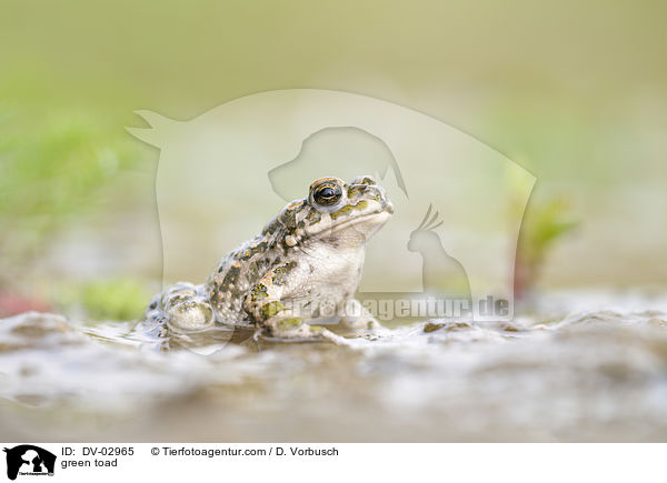 Wechselkrte / green toad / DV-02965