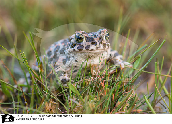 European green toad / AT-02129