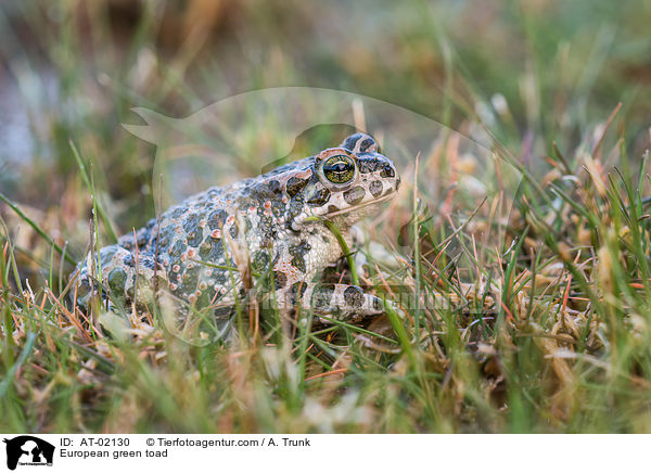 European green toad / AT-02130