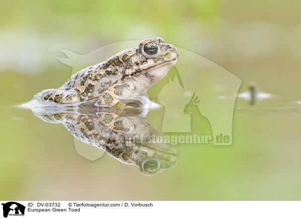 European Green Toad / DV-03732